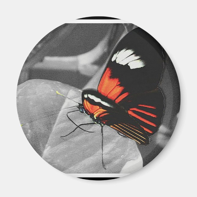 Íman Borboleta (Frente)