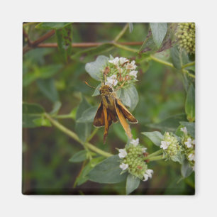 Íman Borboleta