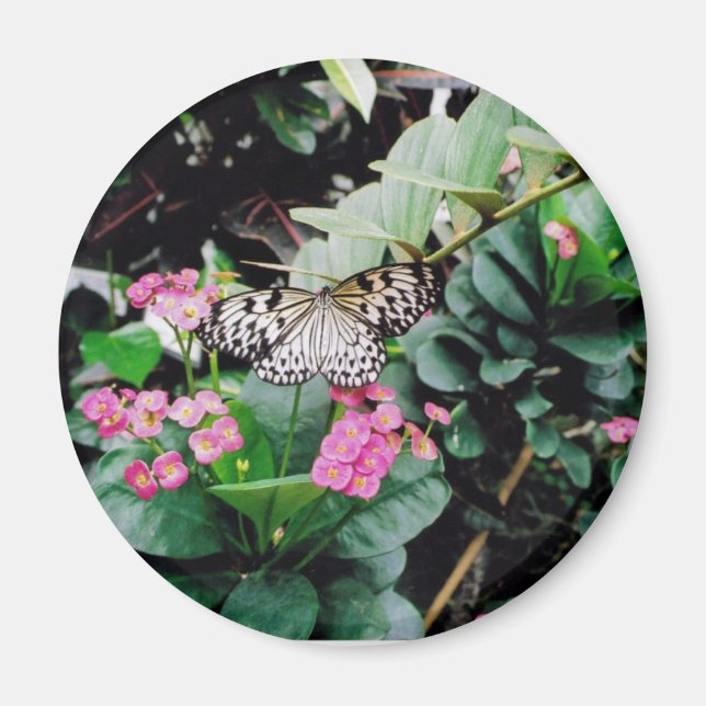 Íman Borboleta (Frente)