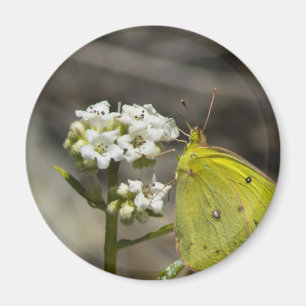 Íman Borboleta Amarela