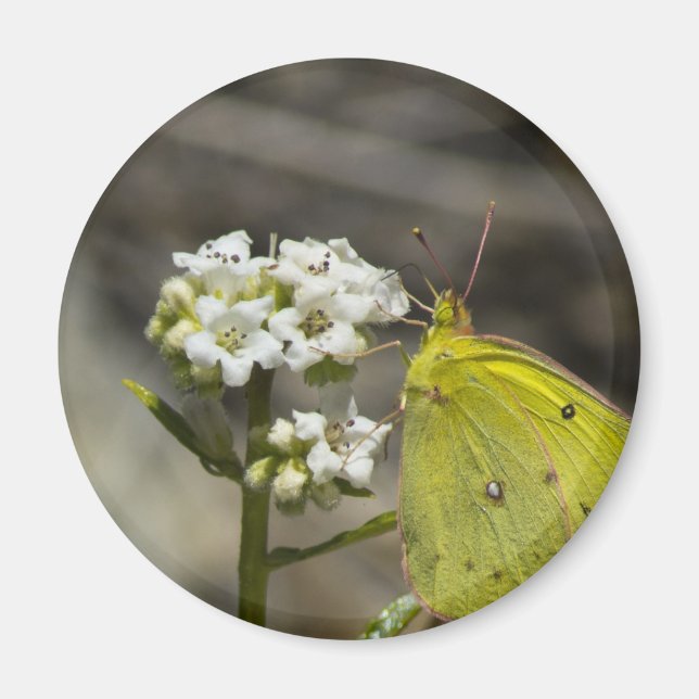 Íman Borboleta Amarela (Frente)