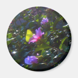 Íman Borboleta Amarela em Rosa Rosa Rosa Rosa de Sharon