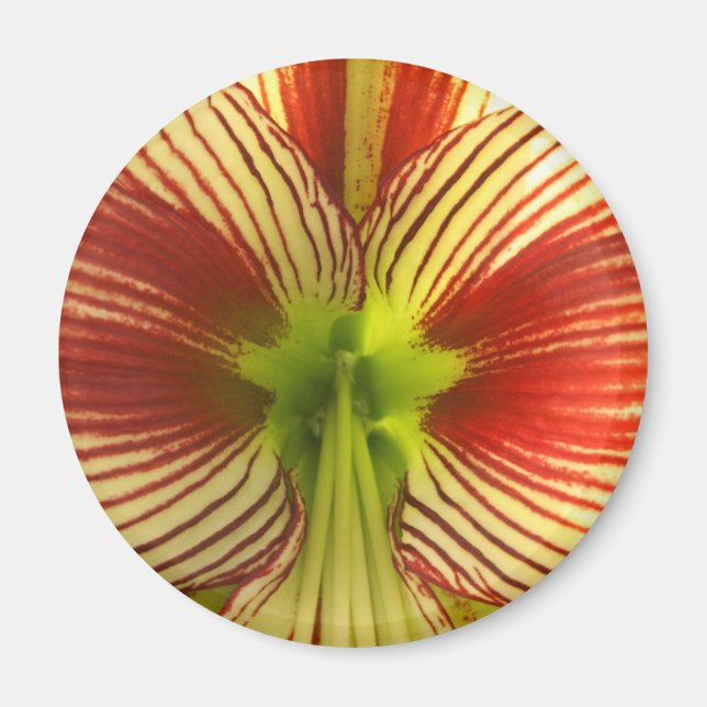 Íman Borboleta Amaryllis (Frente)