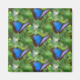 Íman Borboleta Azul
