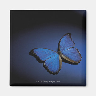Íman Borboleta azul