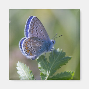 Íman borboleta azul