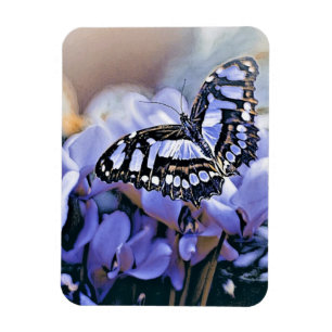Íman Borboleta Azul