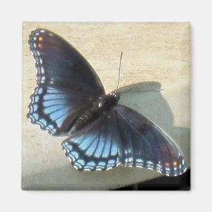Íman Borboleta azul