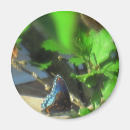 Íman Borboleta Azul