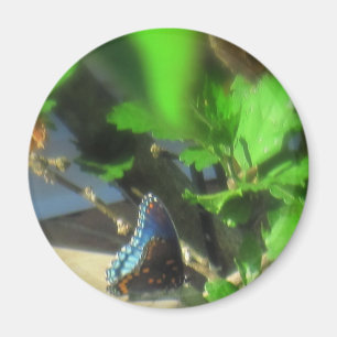 Íman Borboleta azul