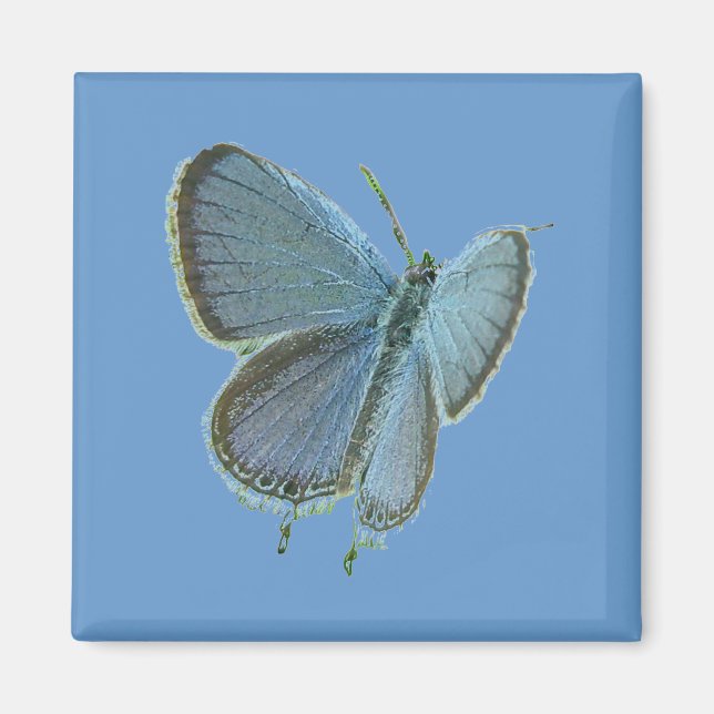 Íman Borboleta Azul De Altura Oriental (Frente)