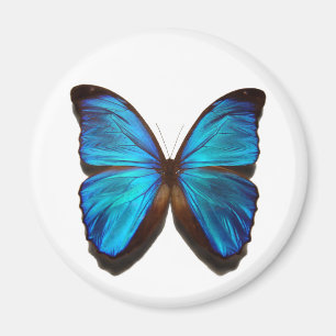 Íman Borboleta azul de Morpho