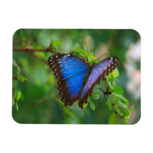 Íman Borboleta azul de Morpho