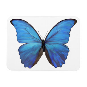 Íman Borboleta Azul do Magnet