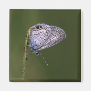 Íman Borboleta Azul Marinha