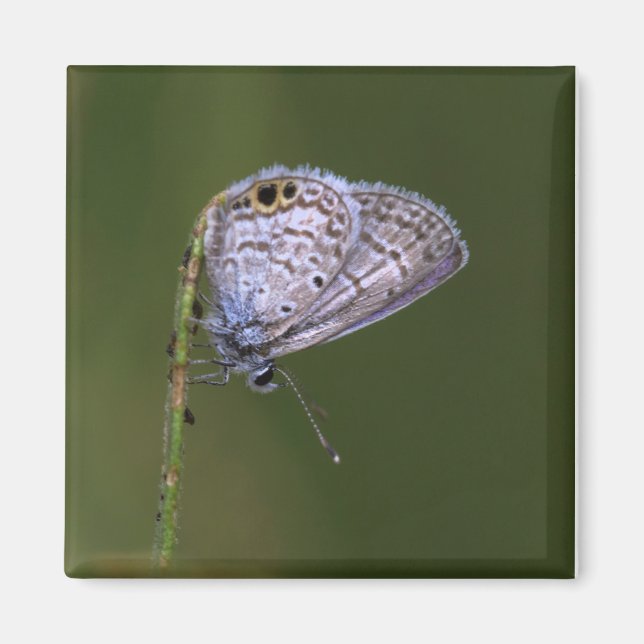 Íman Borboleta Azul Marinha (Frente)