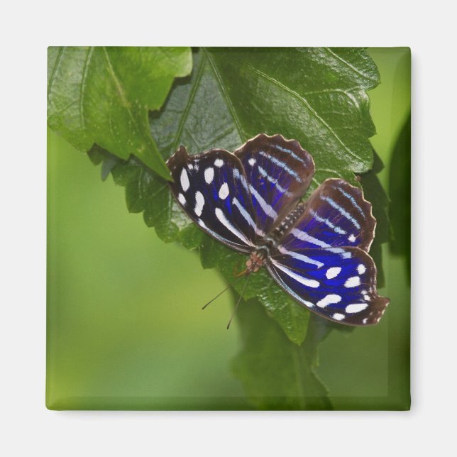 Íman Borboleta azul mexicana (Frente)