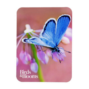 Íman Borboleta Azure