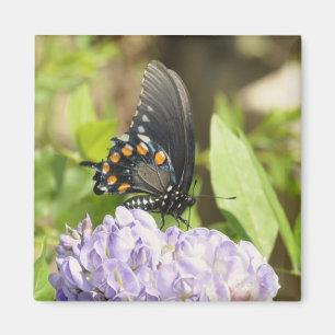 Íman Borboleta bonita e ímã roxo da flor