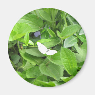 Íman Borboleta branca