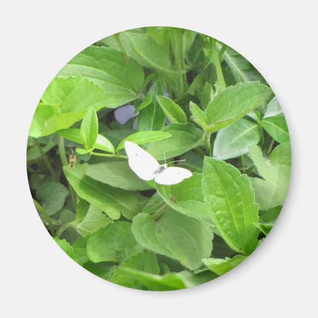 Íman Borboleta branca (Frente)