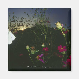 Íman Borboleta branca em vôo no por do sol