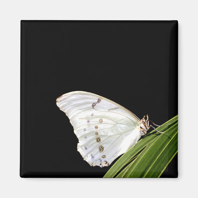 Íman Borboleta branca Morpho na folha (Frente)