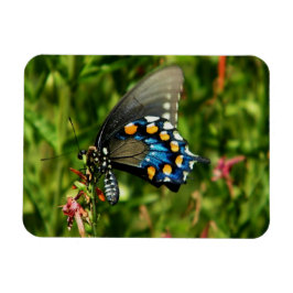 Íman Borboleta-cauda-dos-pinheiros