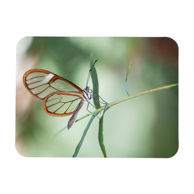 Íman Borboleta Charming Clear-Wing (Horizontal)