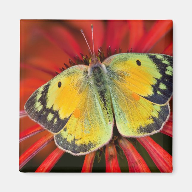 Íman Borboleta da Alfafa em Flor de Cone (Frente)