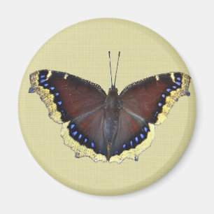 Íman Borboleta de casaco de lamentação - antiopa do