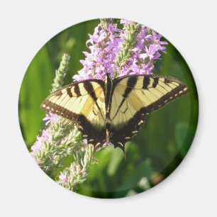 Íman Borboleta-de-cauda-andorinha em Flores Roxas