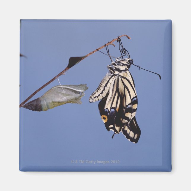 Íman Borboleta de cauda engolida após metamorfose (Frente)