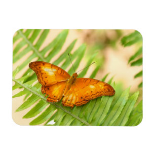 Íman Borboleta de Cruzeiro Laranja