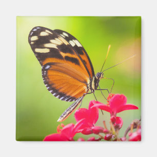 Íman Borboleta de longa-asa sobre uma flor vermelha