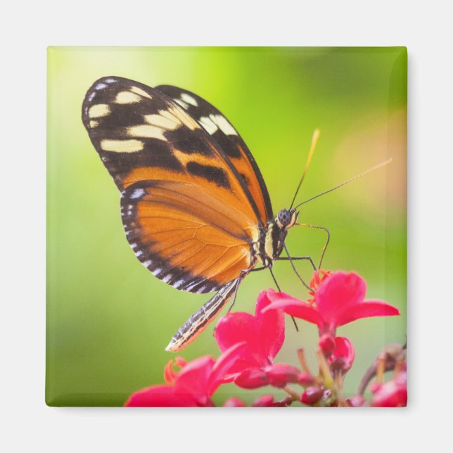 Íman Borboleta de longa-asa sobre uma flor vermelha (Frente)