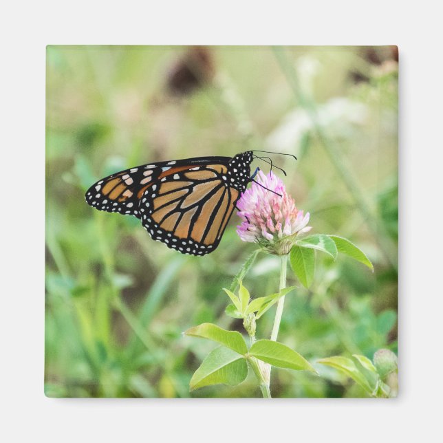 Íman Borboleta de monarca (Frente)