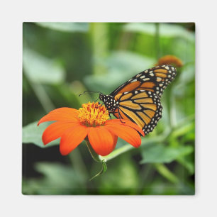 Íman Borboleta de monarca bonita no ímã da flor