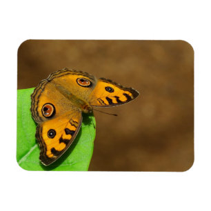 Íman Borboleta de pântano