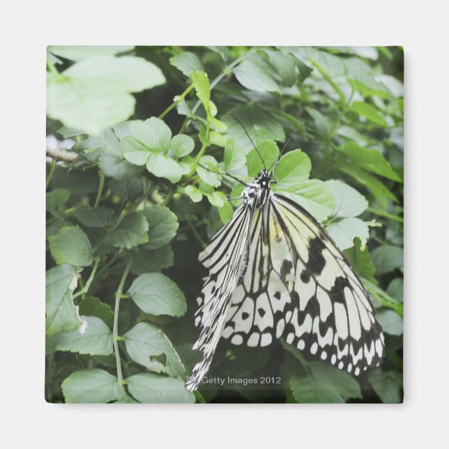 Íman Borboleta de Papagaio (Idea leuconoe) na vinha, (Frente)