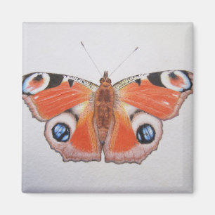 Íman Borboleta de pavão 2012