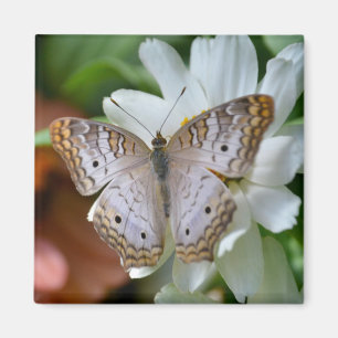 Íman Borboleta de pavão branca
