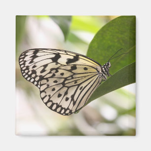 Íman Borboleta de pipa de papel