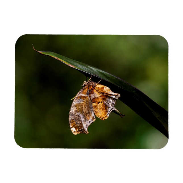 Íman Borboleta de ponto de interrogação (Horizontal)