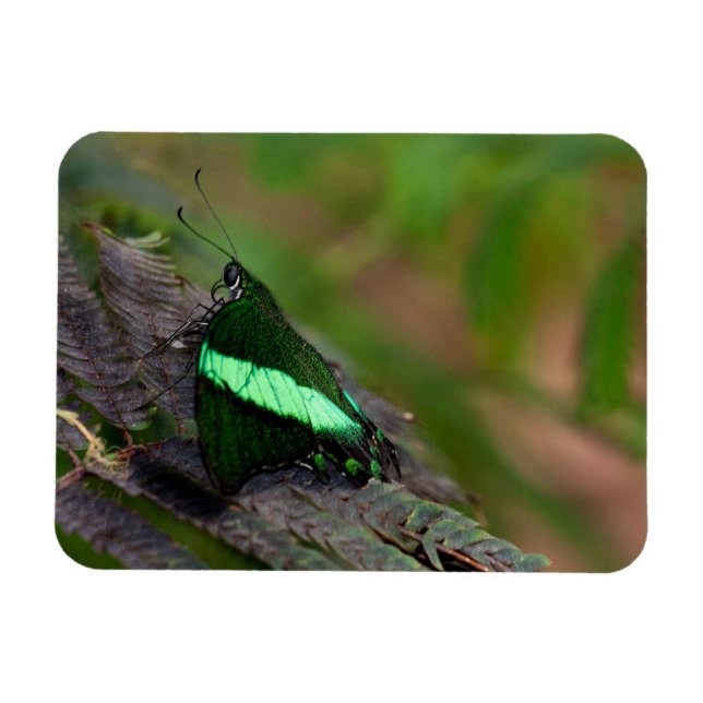 Íman Borboleta-de-rabo-pequeno (Horizontal)