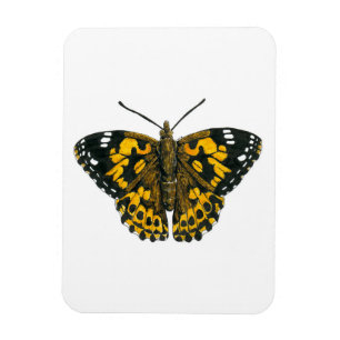 Íman Borboleta-de-senhora pintada