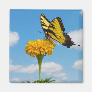 Íman Borboleta de Swallowtail do tigre em uma flor