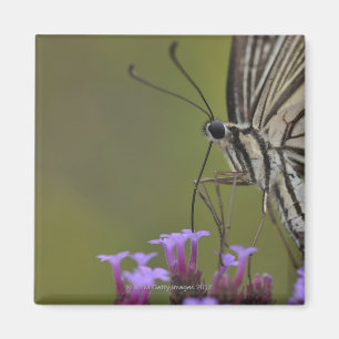 Íman Borboleta de Swallowtail na flor, Chiba