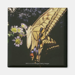 Íman Borboleta de Swallowtail na flor, fim acima