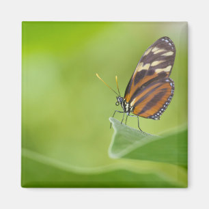 Íman Borboleta de Tiger Longwing
